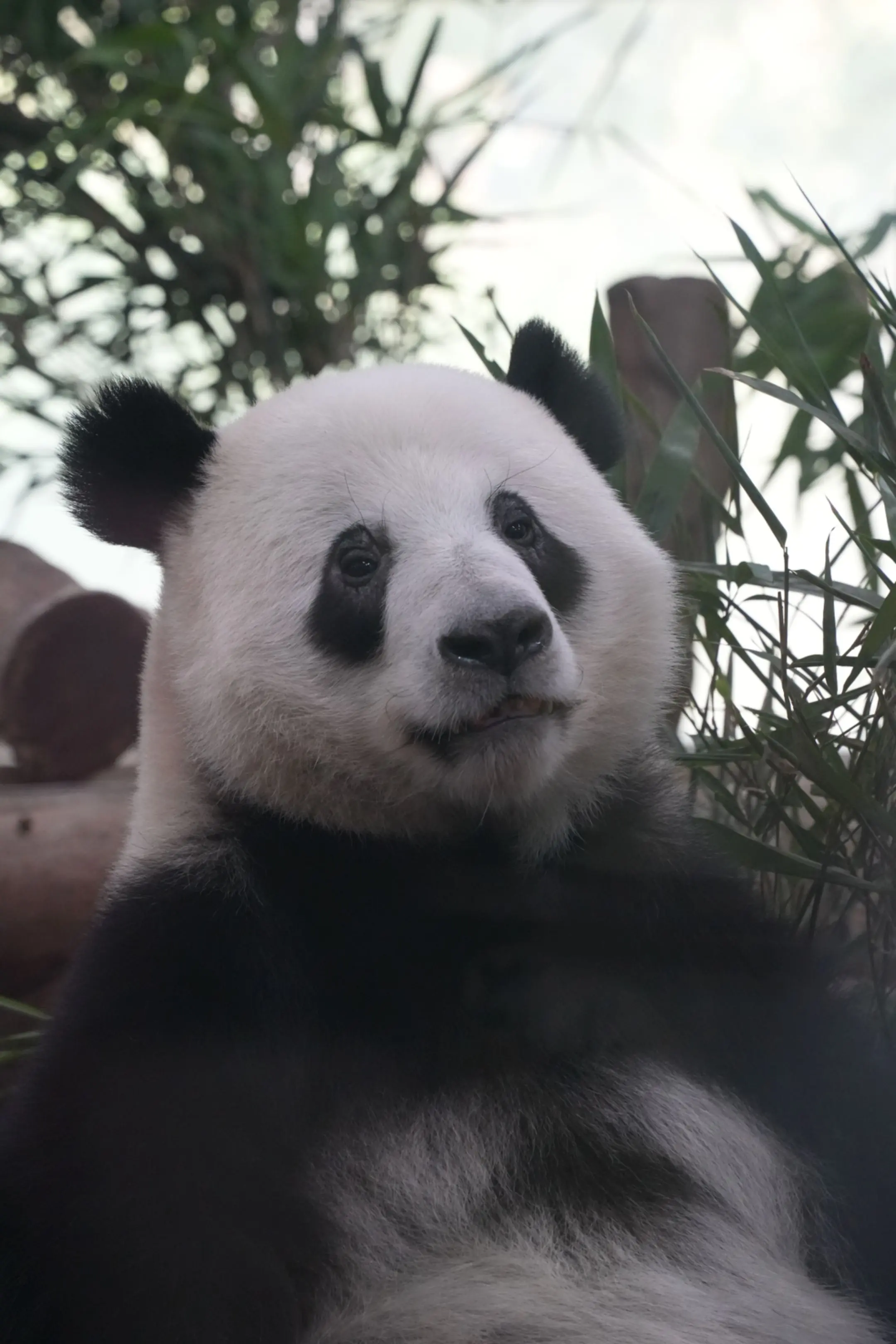 星一:有人喜欢我这个光头仔吗？