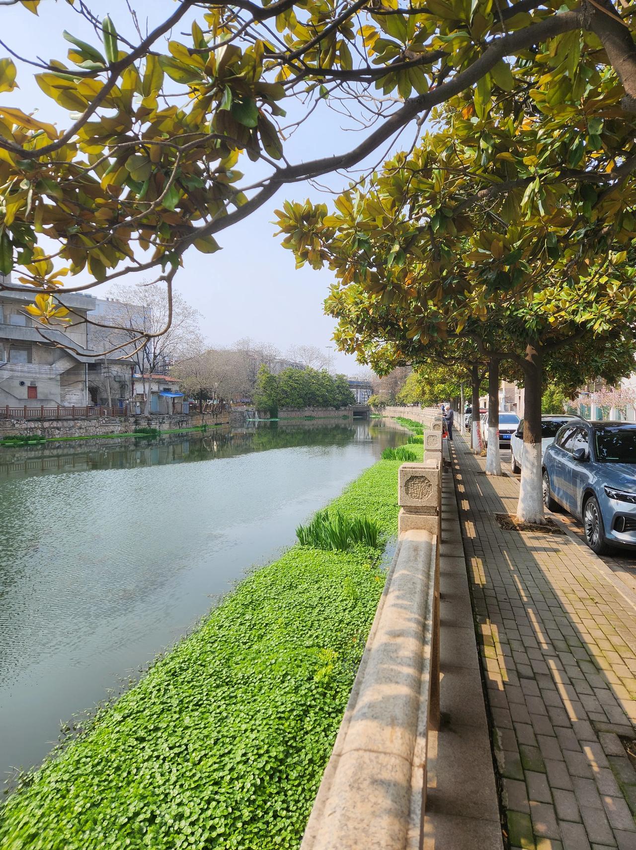 南京十二中不8边上的金川河边，很多钓鱼的人。但边上树上有人用红漆写上了禁止钓鱼，