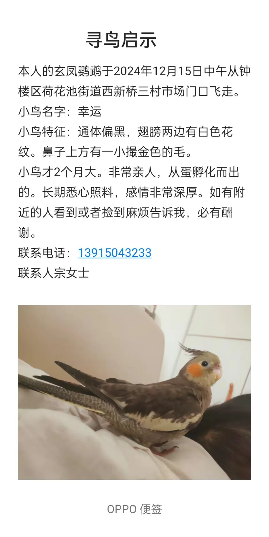常州寻鸟启示