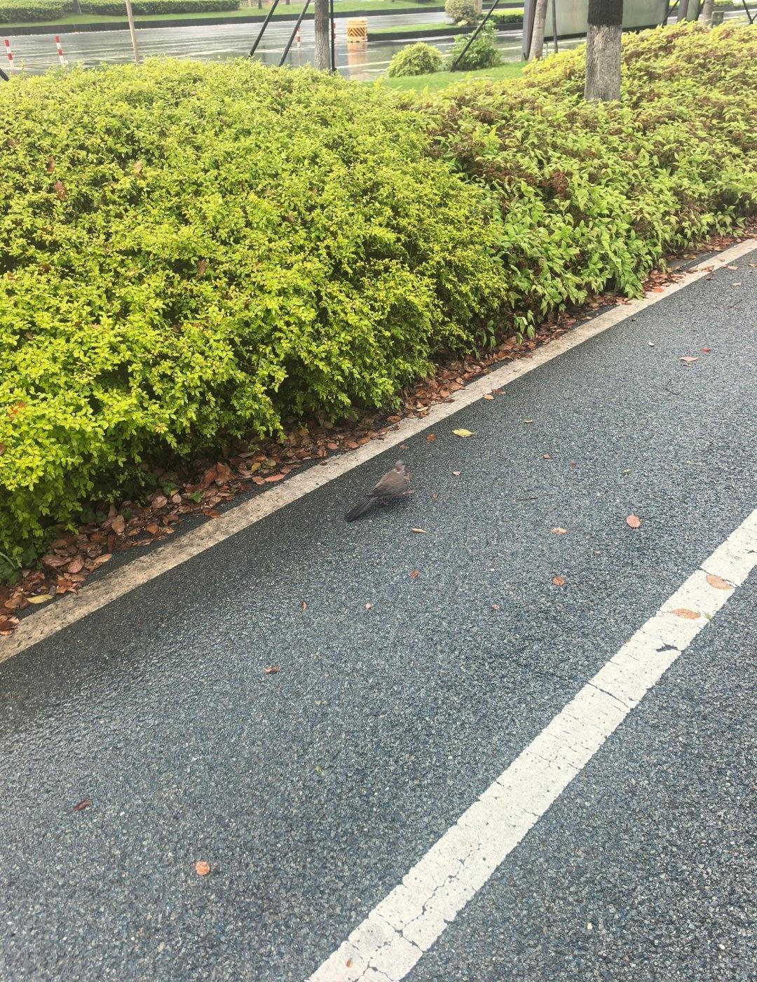 暴雨天闪现武汉
上次还是和小吴一起去看黄鹤楼(两年前的我和小吴都好瘦啊)
但是这