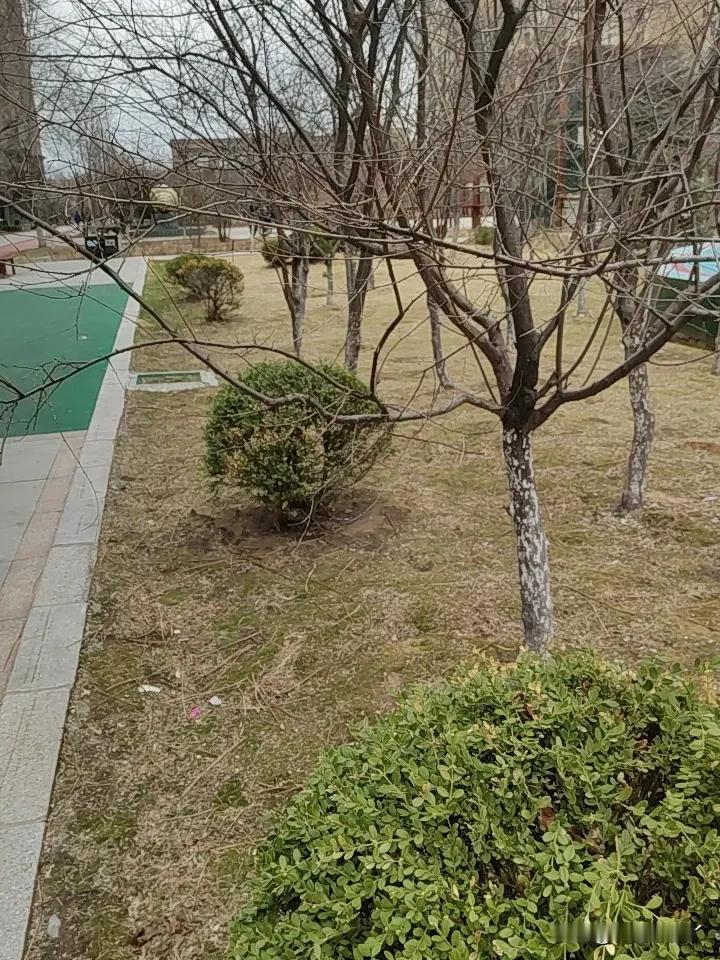 我要求跟麻团儿视频，丁隆冬丁隆冬，响了半天，没人接听。
这老头干啥去了呢？
我又