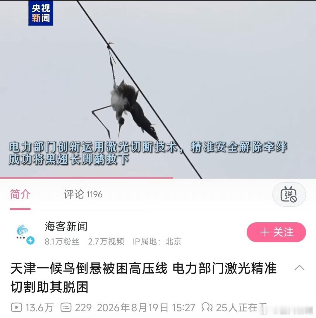 “意林”故事之高压线救鸟[捂脸]真实版：一只黑翅长脚鹬，飞行时脚被丝线缠住倒挂悬