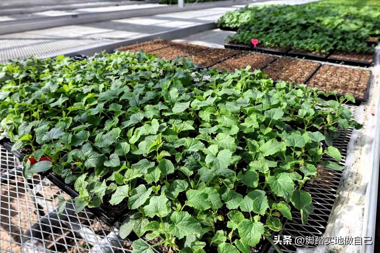 家人们！人勤春来早，陕西神木大棚育苗忙疯了！🔥
 
春暖大地，农事正忙！神木的