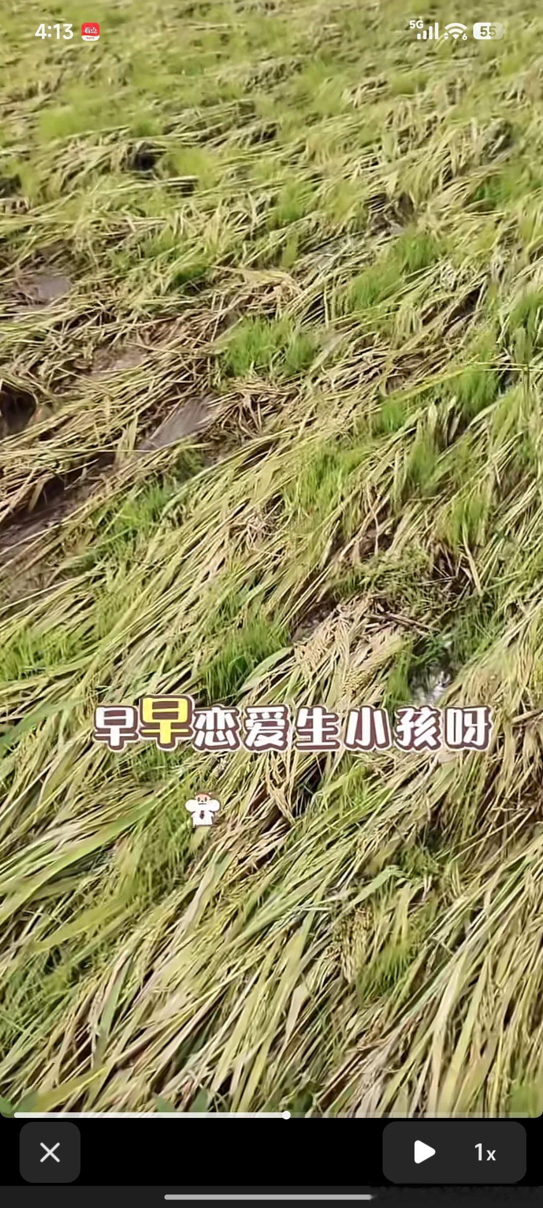 刷抖 音刷到，农民种的水稻被风吹倒以后，水泡了，加上高温太阳晒，稻谷两三天就长芽