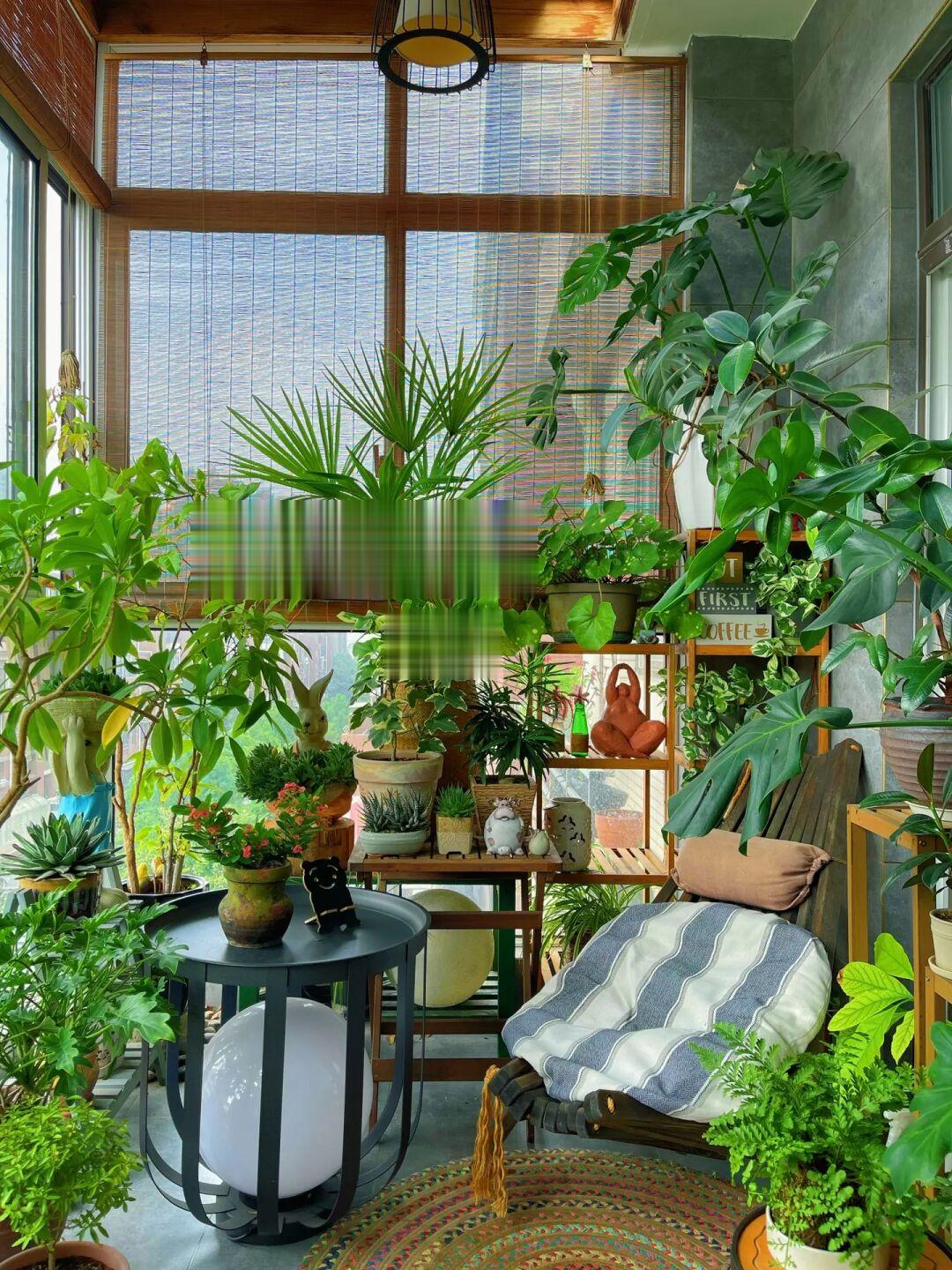 9m²阳台花园种植经验分享｜植物虫害防治
