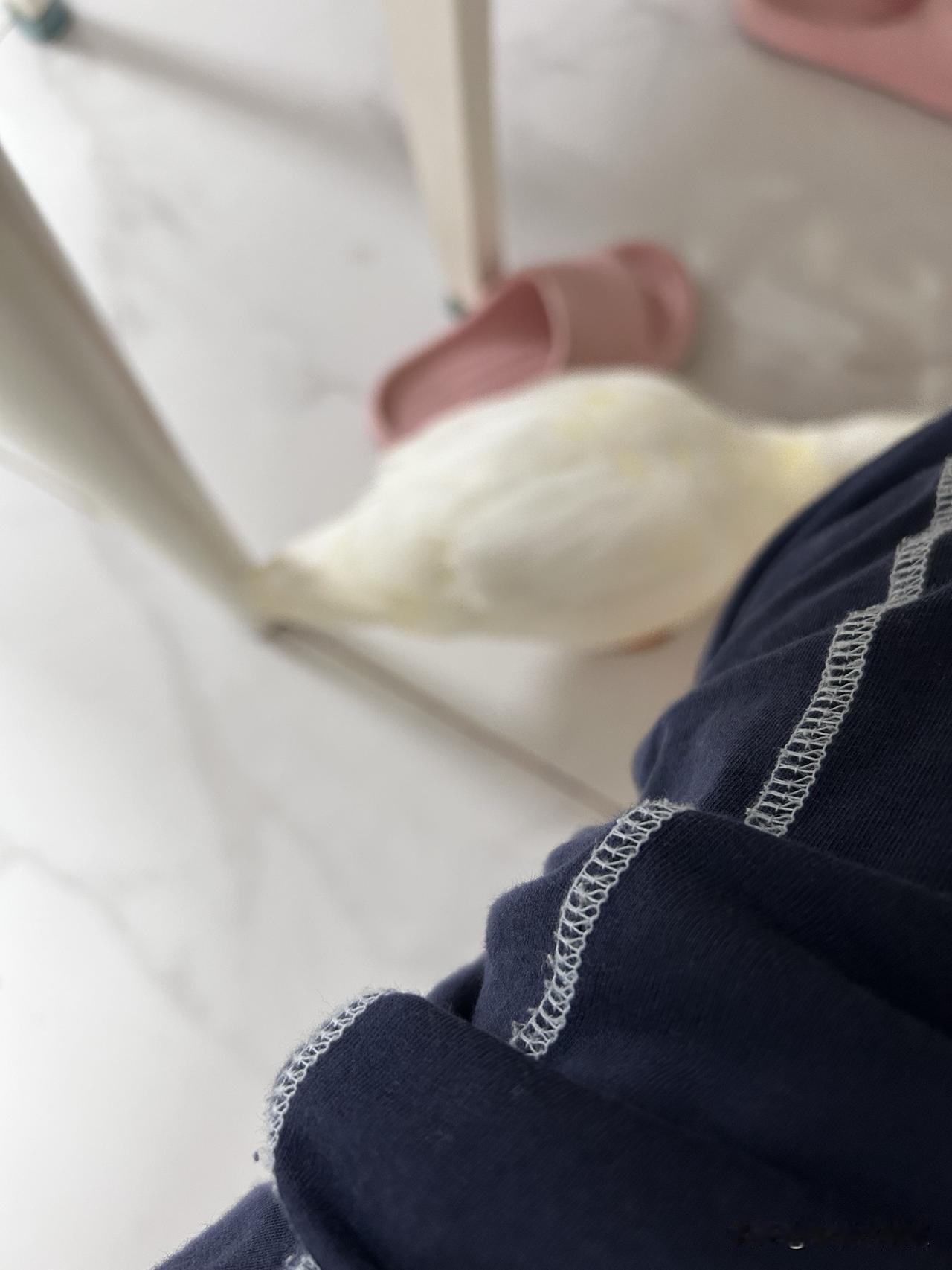 解决不上钩！

话说俺家鸭子真成了我家宠物了，因为它如今享受到了专职饲养员的特殊