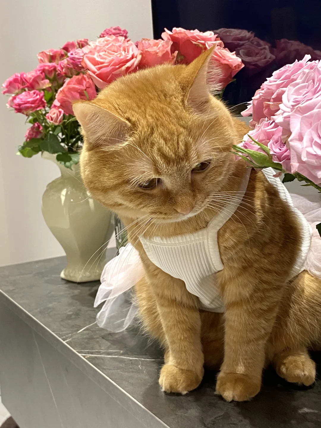 要像养小猫一样 养自己😌