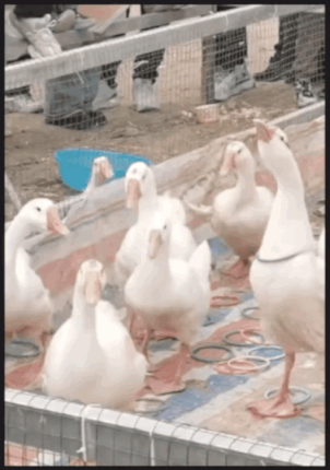 我已经恨透了这里的主人，快带我走吧！哪怕炖了也心甘情愿