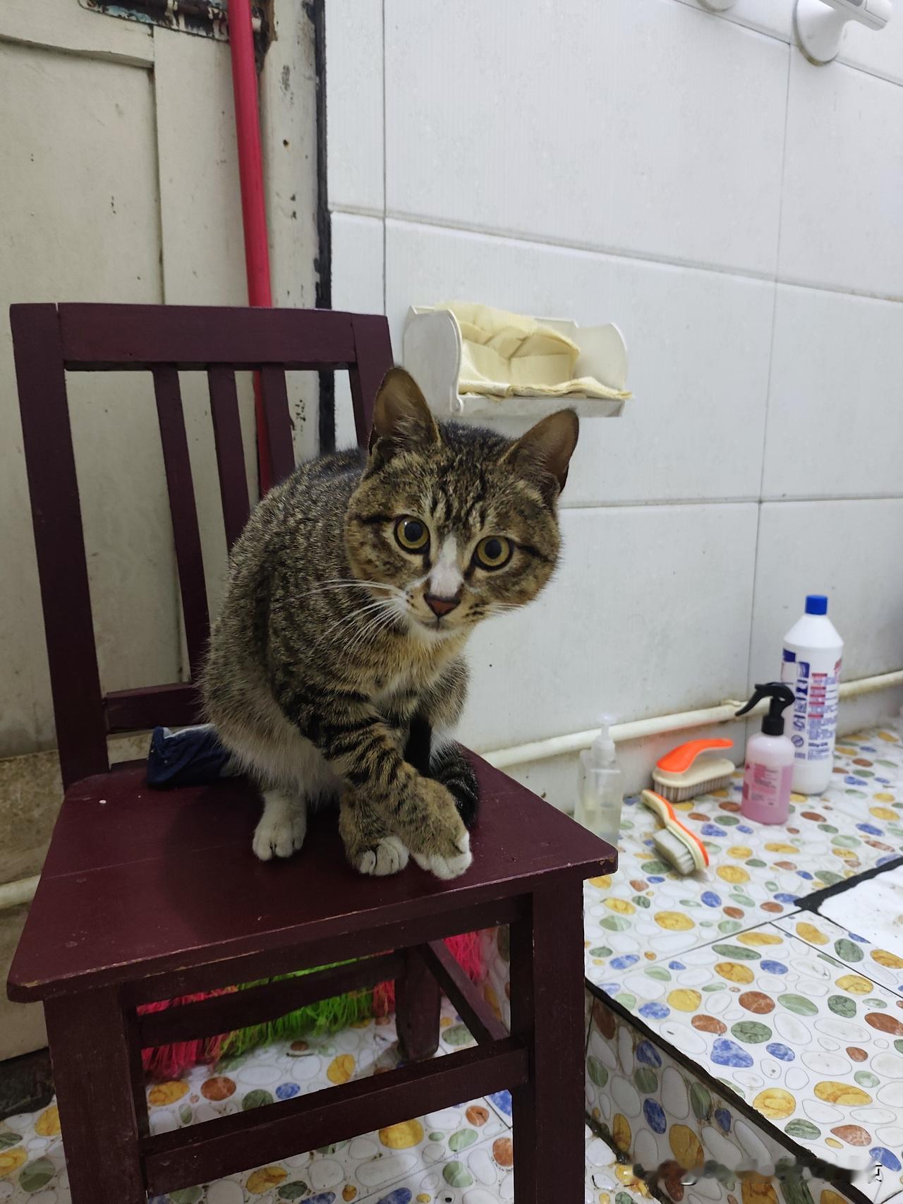 狸花猫每天起床会叫你，就连续洗个澡，他都会陪着你，不管走到哪就跟到哪，基本上不怎