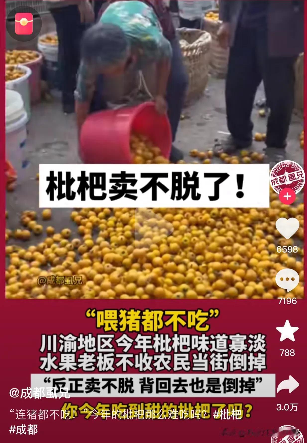看着可惜！川渝枇杷喂猪吃，猪都不吃，果农没办法，只能当街倒掉，因为背回去，还要劳