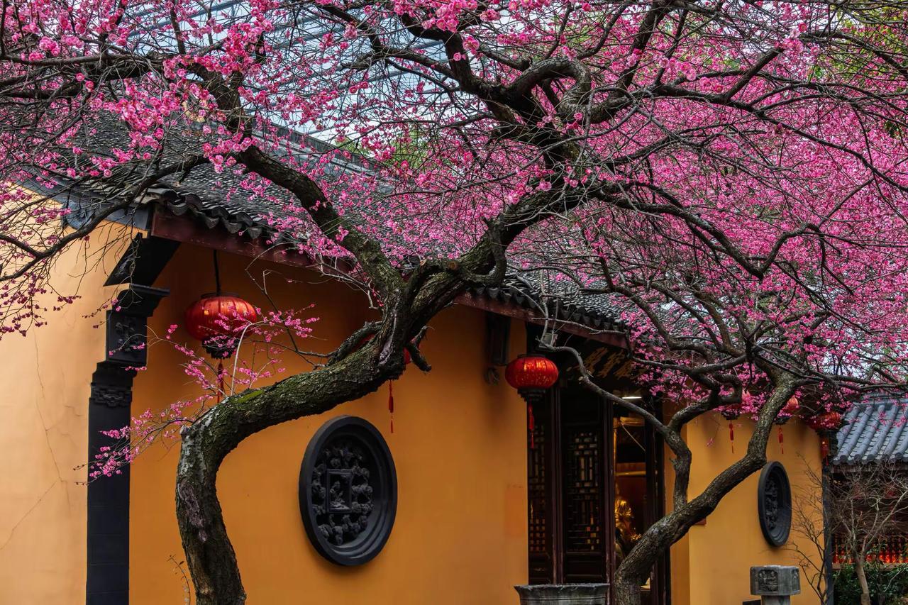 湖州铁佛寺梅花。湖州铁佛寺梅花花树古院 藏在春景里的中式美学 春色与古建筑相互映