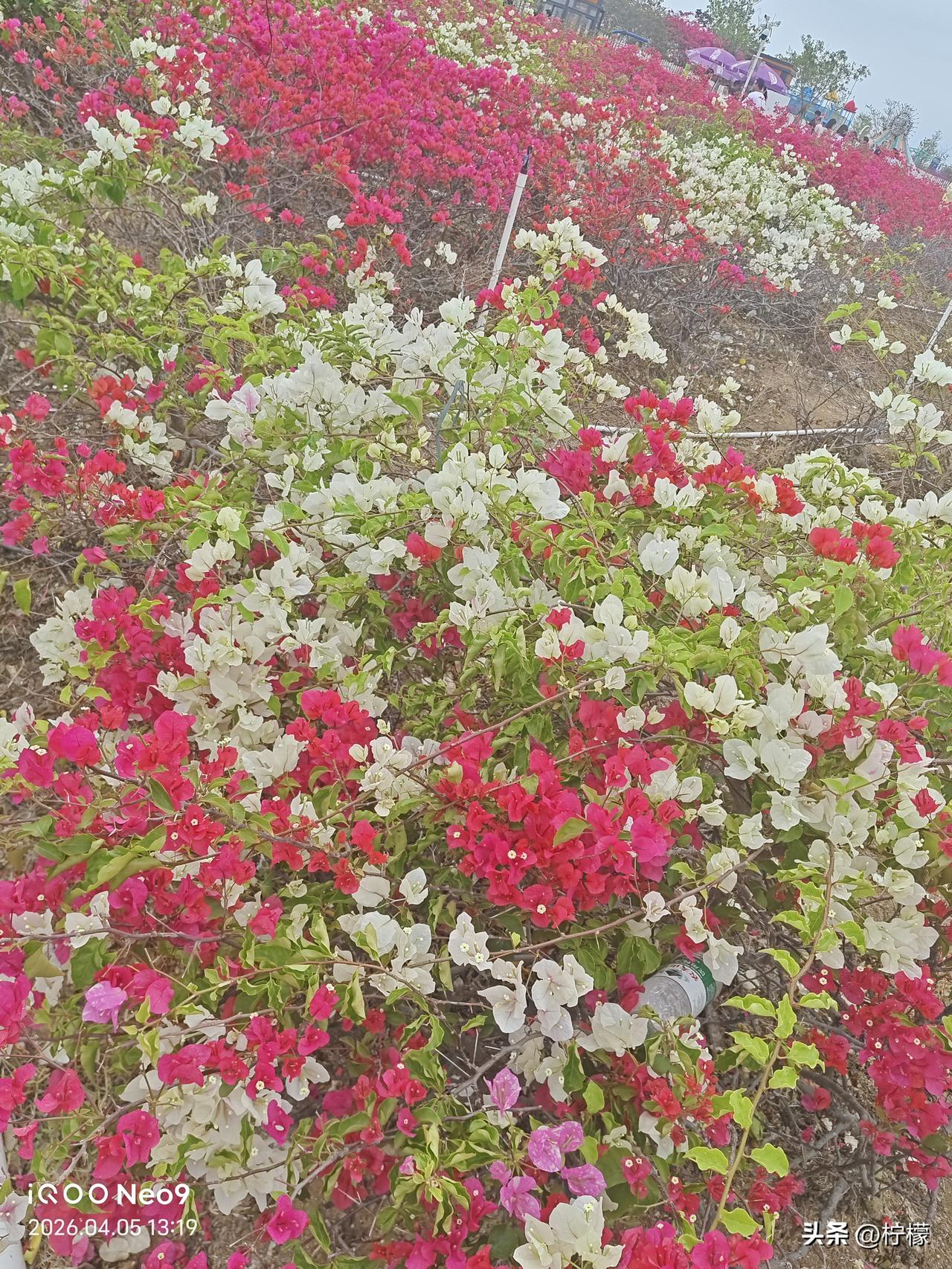 捕捉生活里不经意的美好，风有温柔，景有诗意，平凡日常也藏着治愈瞬间✨