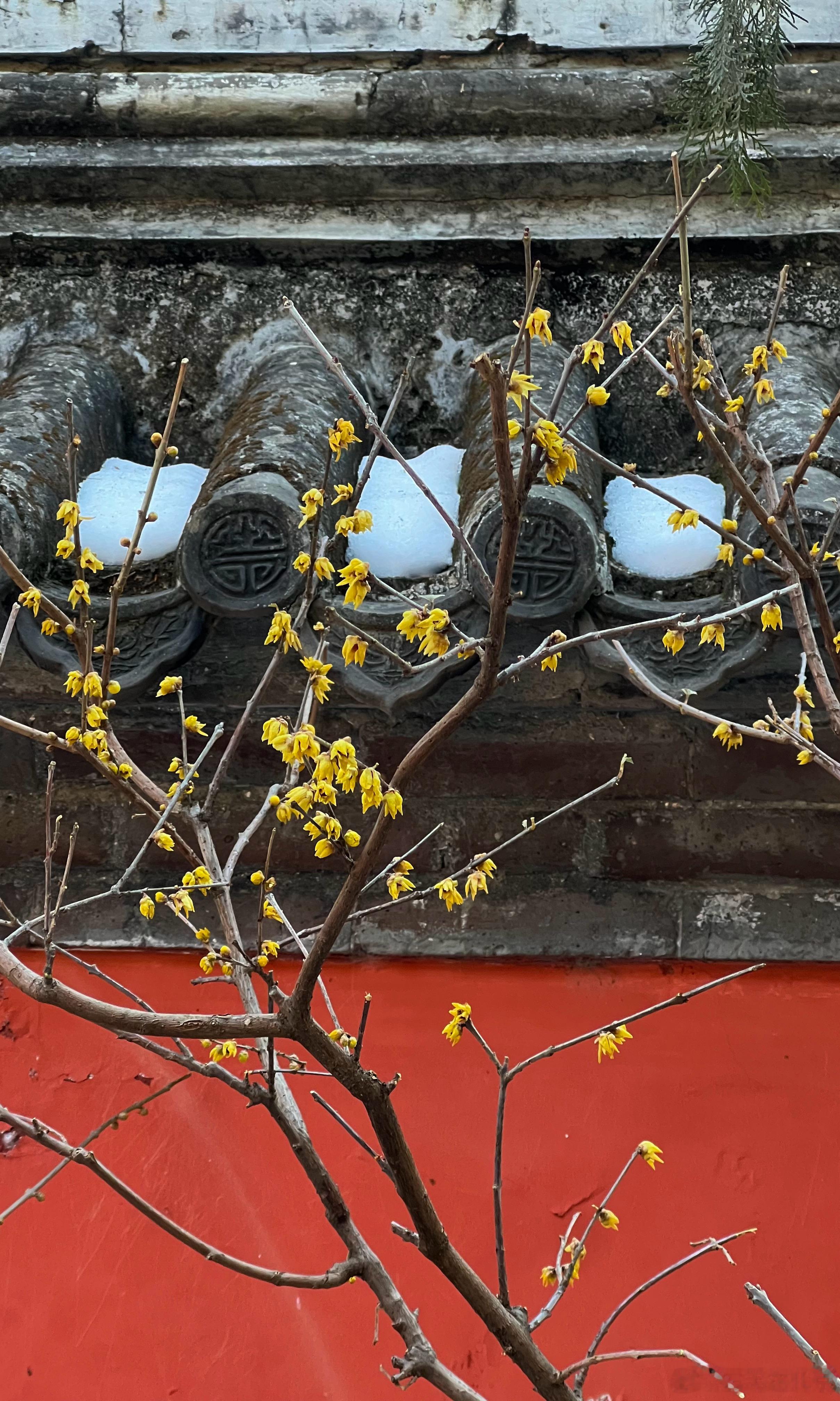 国家植物园 卧佛寺 蜡梅香摄影