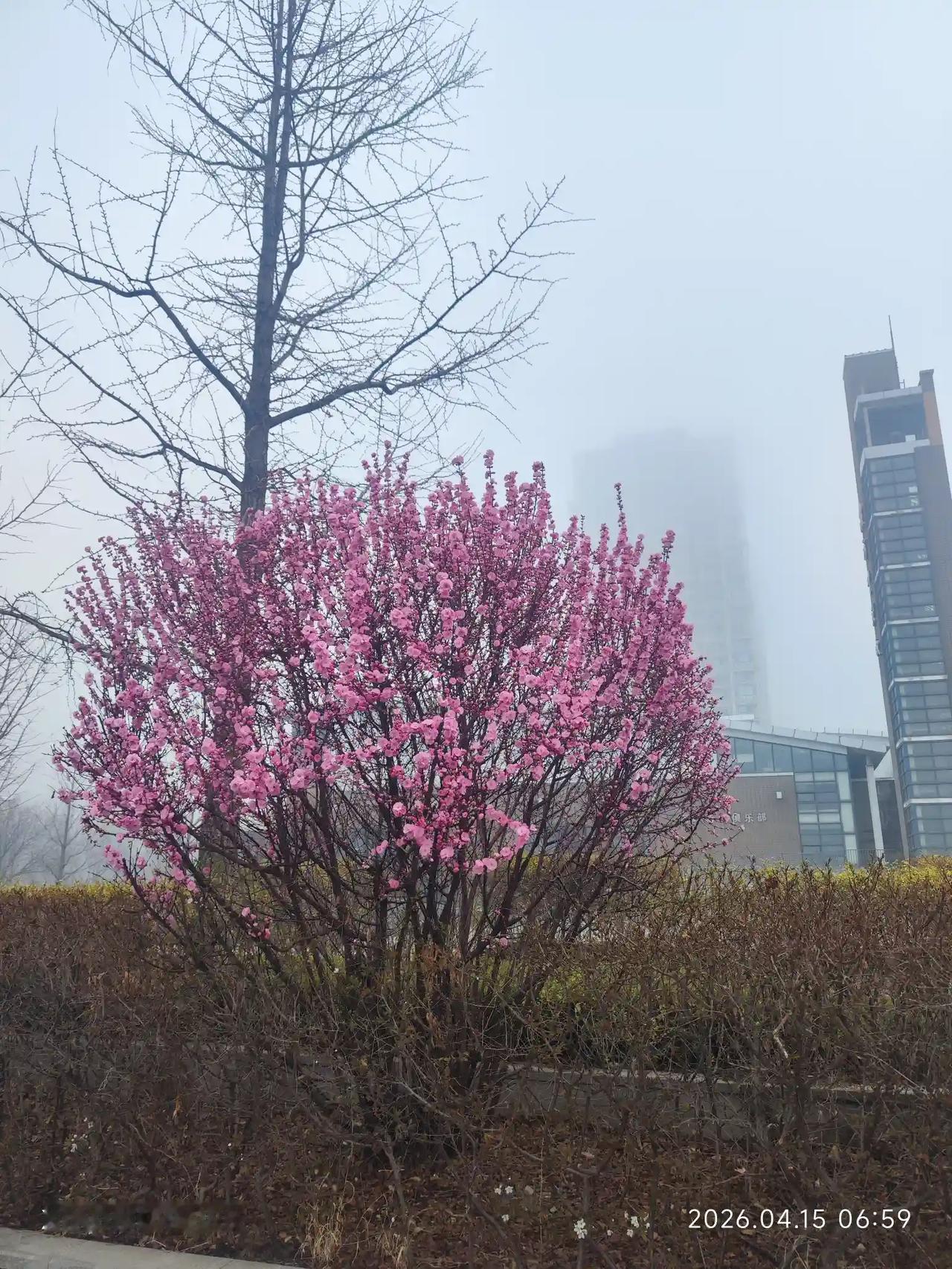 雾中花，雾中楼，真的是雾里看花，若隐若现，似真似假，扑朔迷离，神秘莫测。
