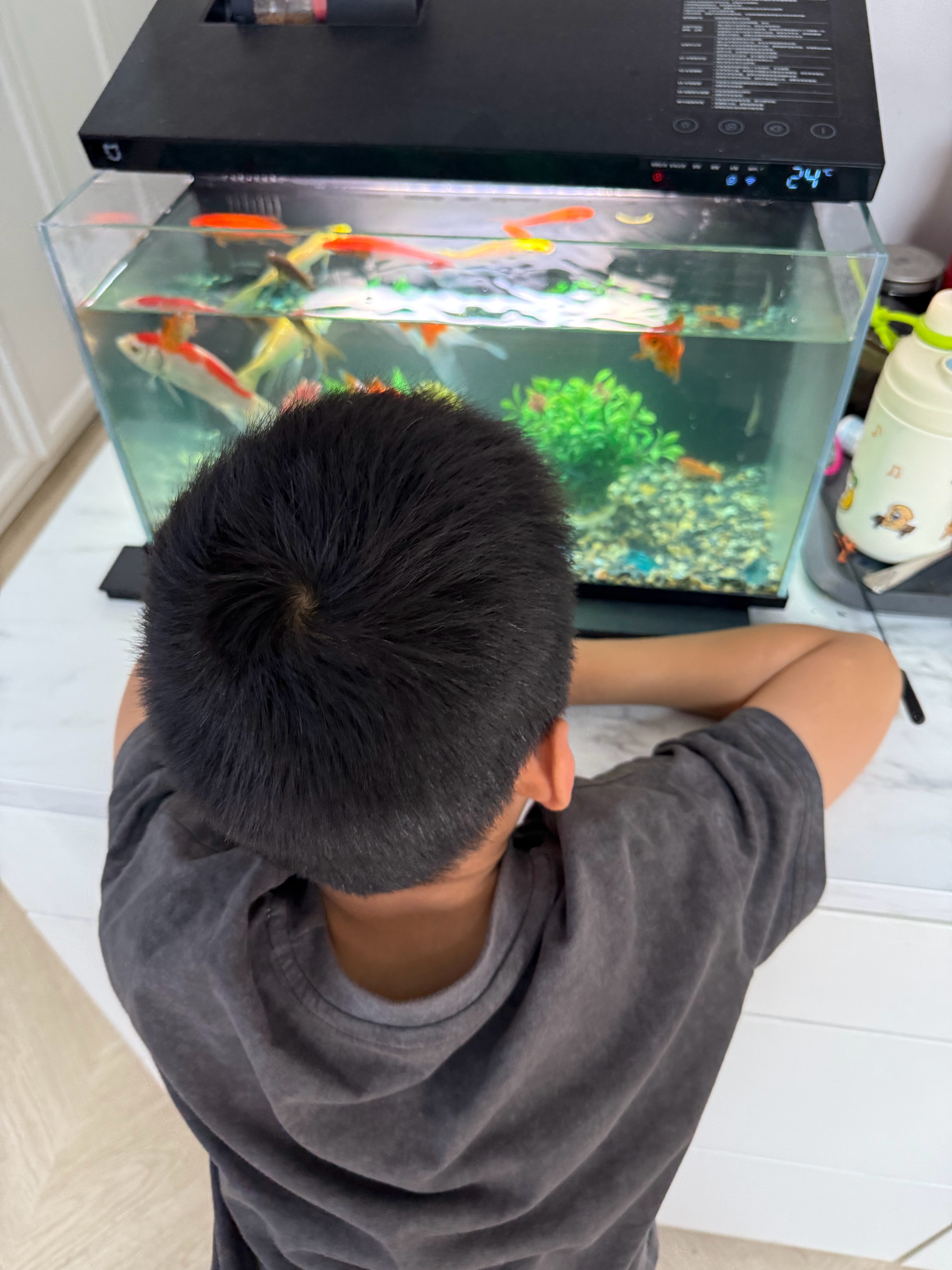 花卉市场买了2条小虾火箭爷爷奶奶问多少钱我说：一条20元， 两条40元爷爷奶奶：