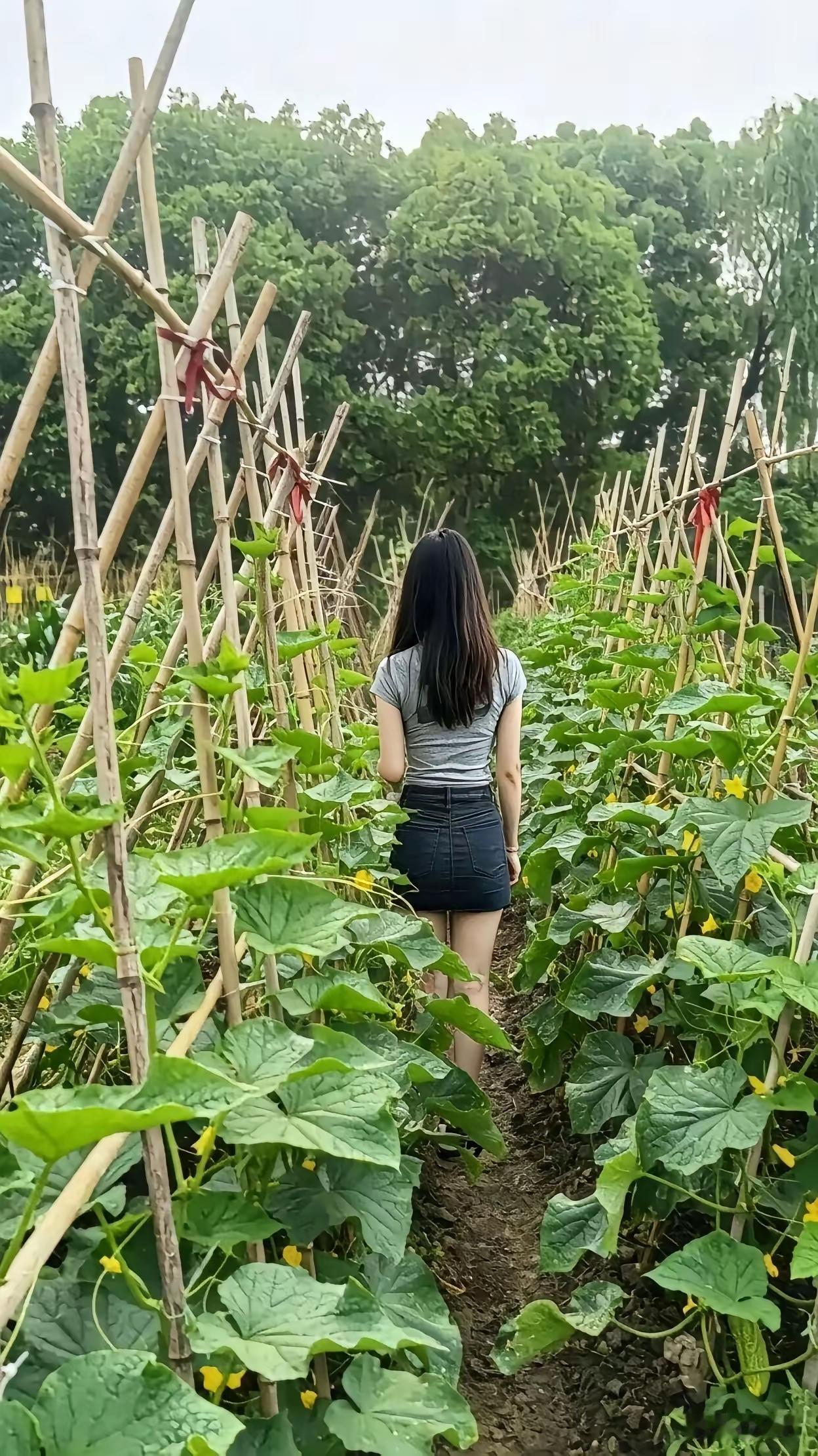 上自家地摘黄瓜