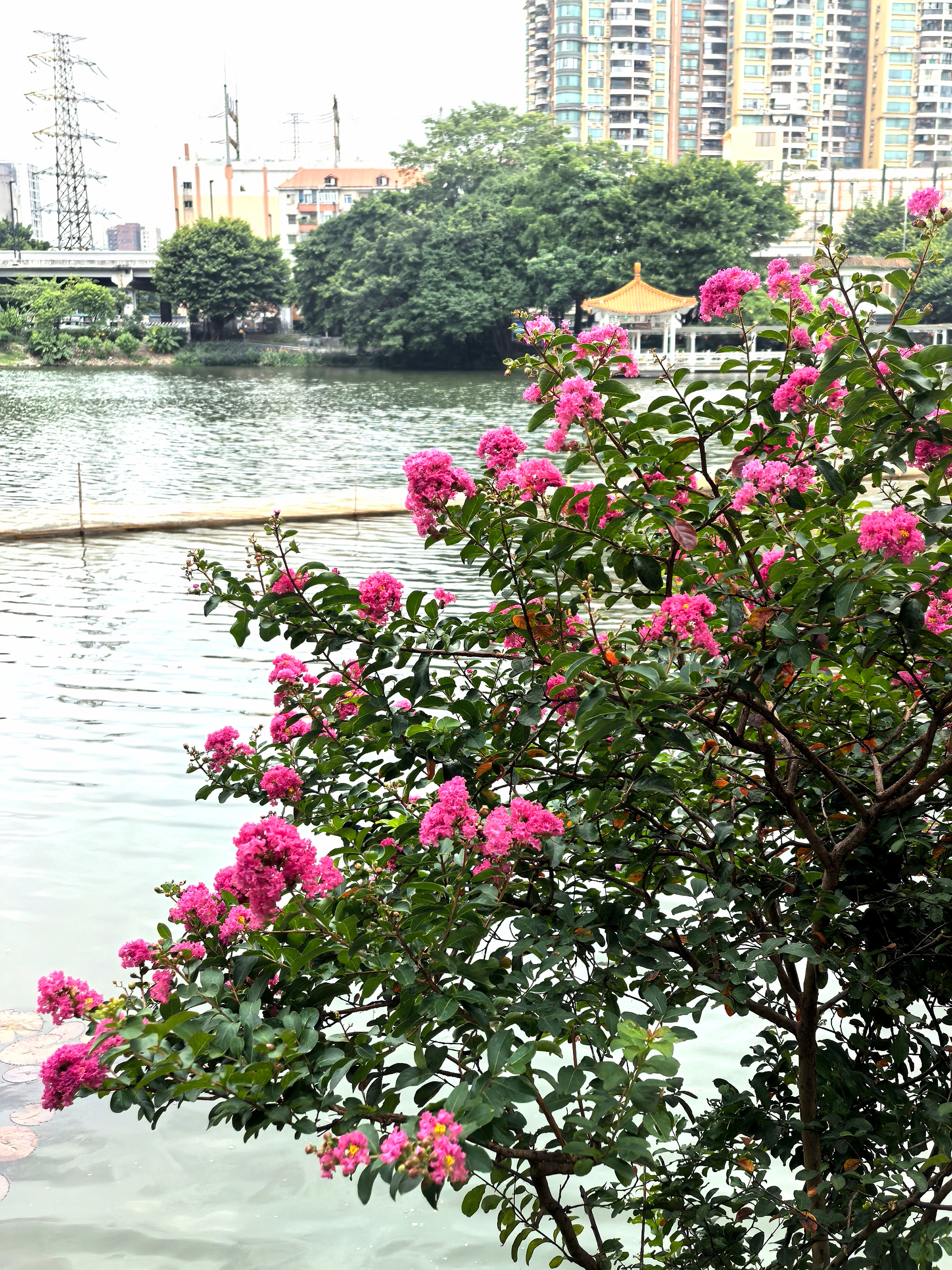 花城百花开，好人好事来。早晨老友记！[憨笑][憨笑][憨笑][憨笑][憨笑] 
