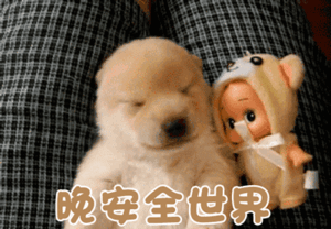 狗压抑这种小奶狗最好rua了 