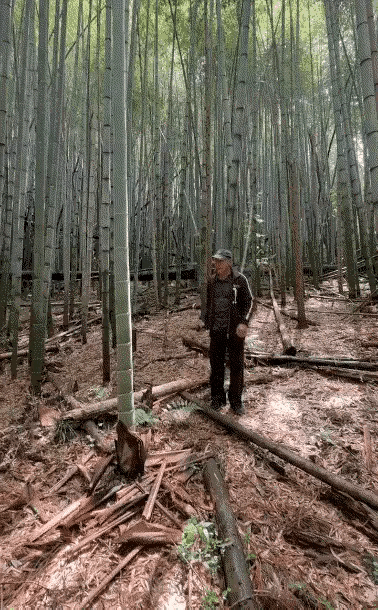 好端端的一根竹子，长得这么直，就这样挥刀砍了好几截，真是白瞎了，看着都让人心疼，