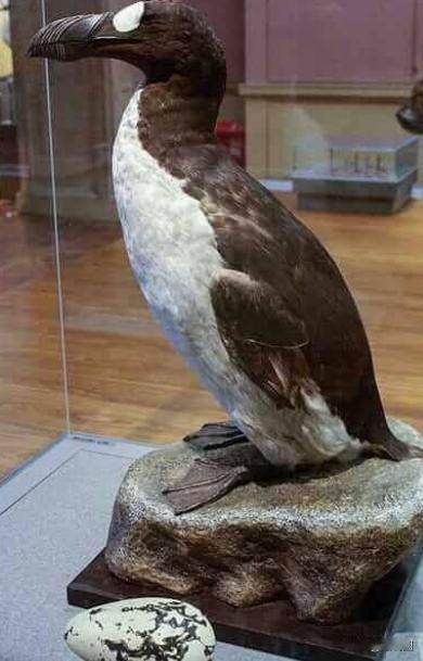 1844年，地球上最后一对已知的大海雀在孵蛋时被猎人追踪并勒死，这么做仅仅是为了