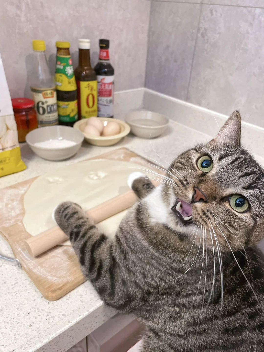 养猫防老！一张图帮你应对催婚催生！