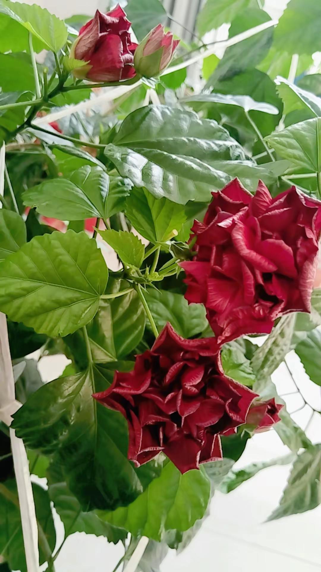 新年祝福 花开富贵好运来