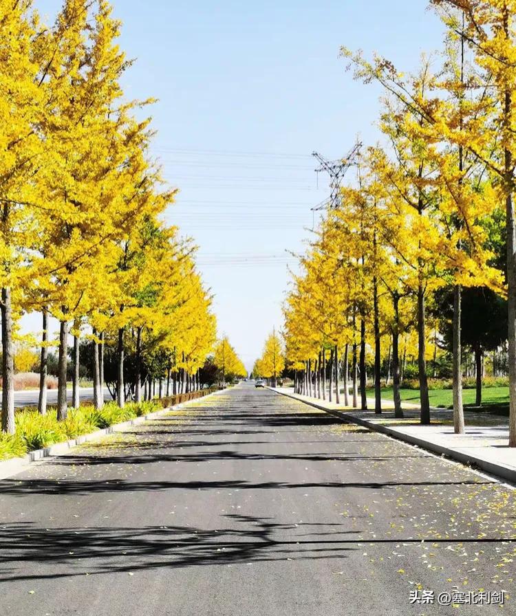 为了跑跑车，昨天下午我去了一趟张家口明湖，银杏大道的银杏树排成行竖立道路两旁，树