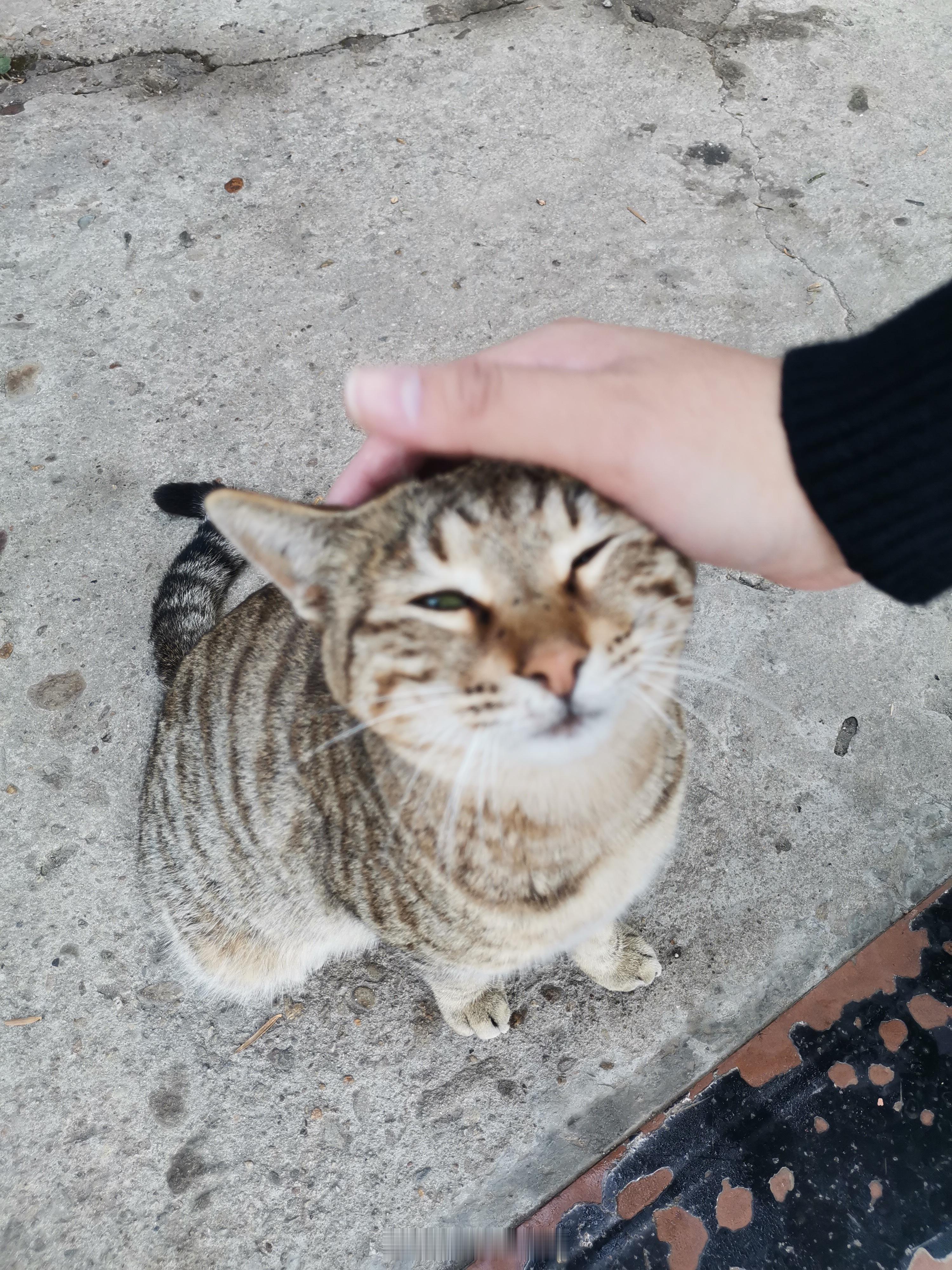 嘿嘿我在庐山撸猫的时候 