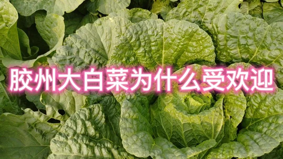 #胶州大白菜为什么受欢迎?#胶州大白菜受欢迎主要有以下原因。首先，其品质上乘，菜