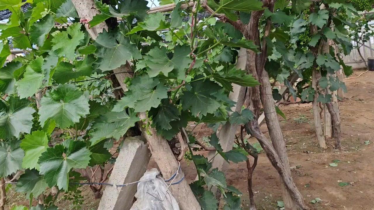 🍇阳光玫瑰今年行情真的不太乐观！云南西双版纳已经上市，精品果能卖到10-13元