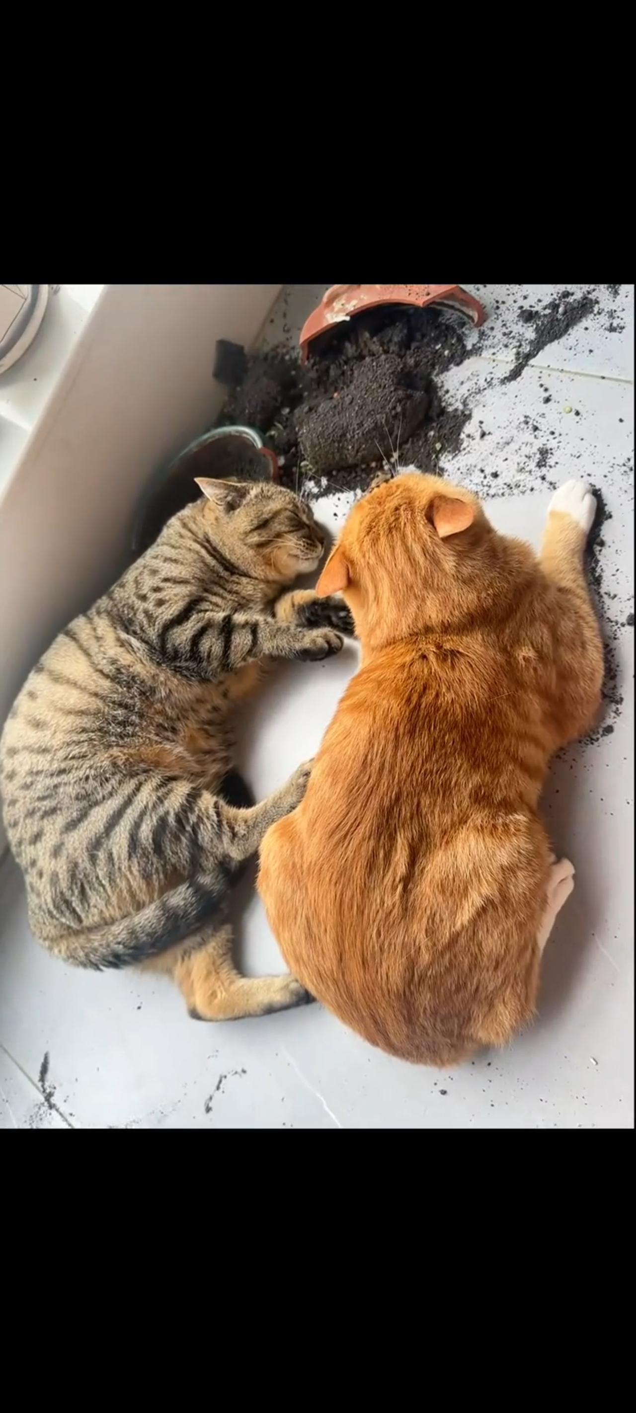 大家来帮忙猜测一下，摆放在阳台上面的盆景，究竟是哪只猫咪给打碎的？

答案:A《
