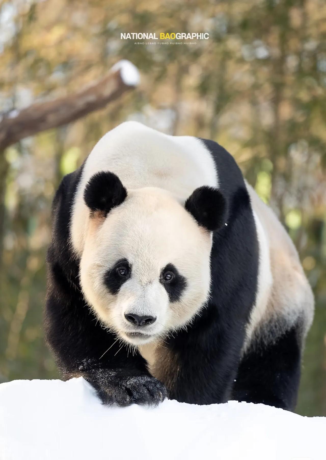 是心动的信号❤❤❤
乐宝子怎么可以帅成这样，手臂肌肉能那么明显，浑身荷尔蒙爆棚的