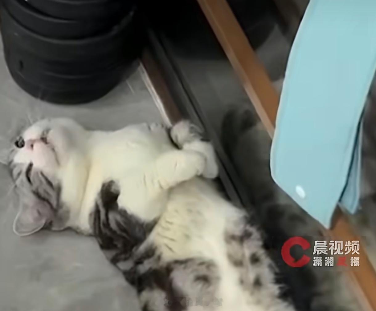 宠物遇难托运方声明道歉都没有当宠物在托运中失去生命，主人承受的是失去家人的剧痛。