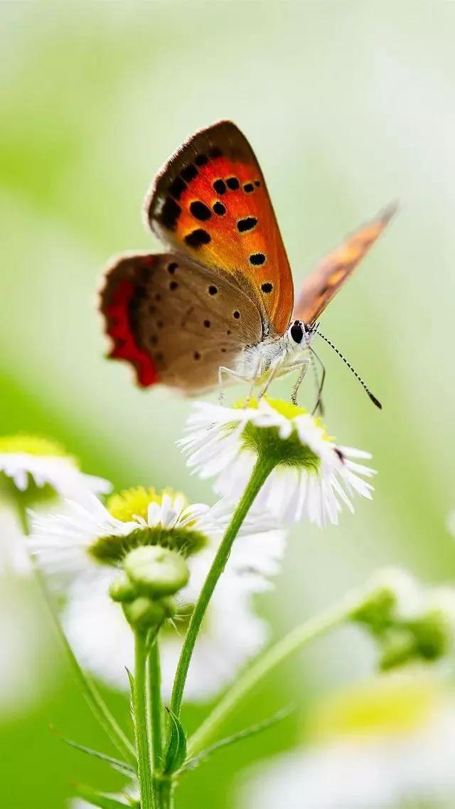 外围新消息利好不断，这一板块有望迎来风口！
昨夜今晨，美联储 1 月会议纪要显示
