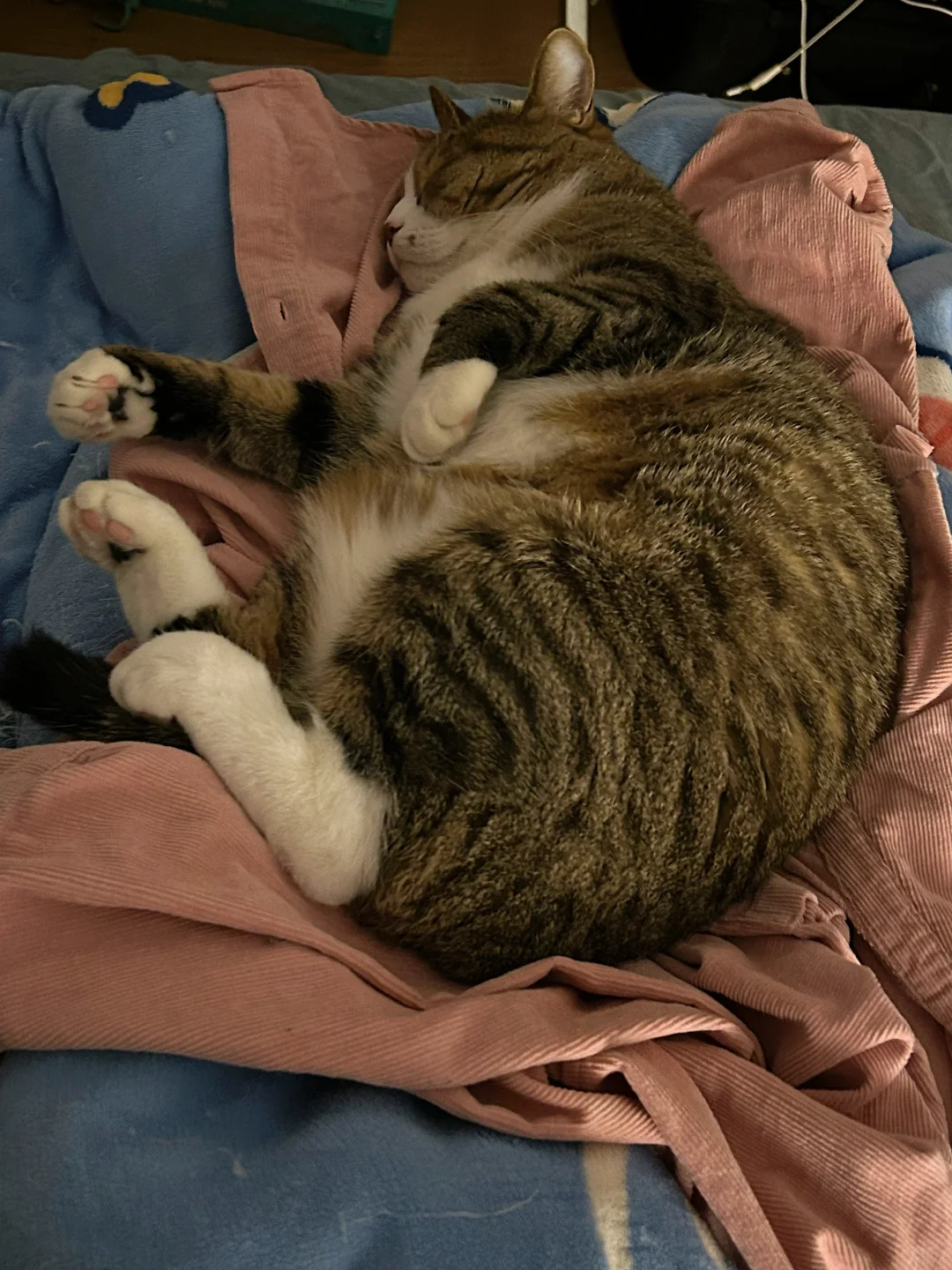 睡梦中的小猪🐖