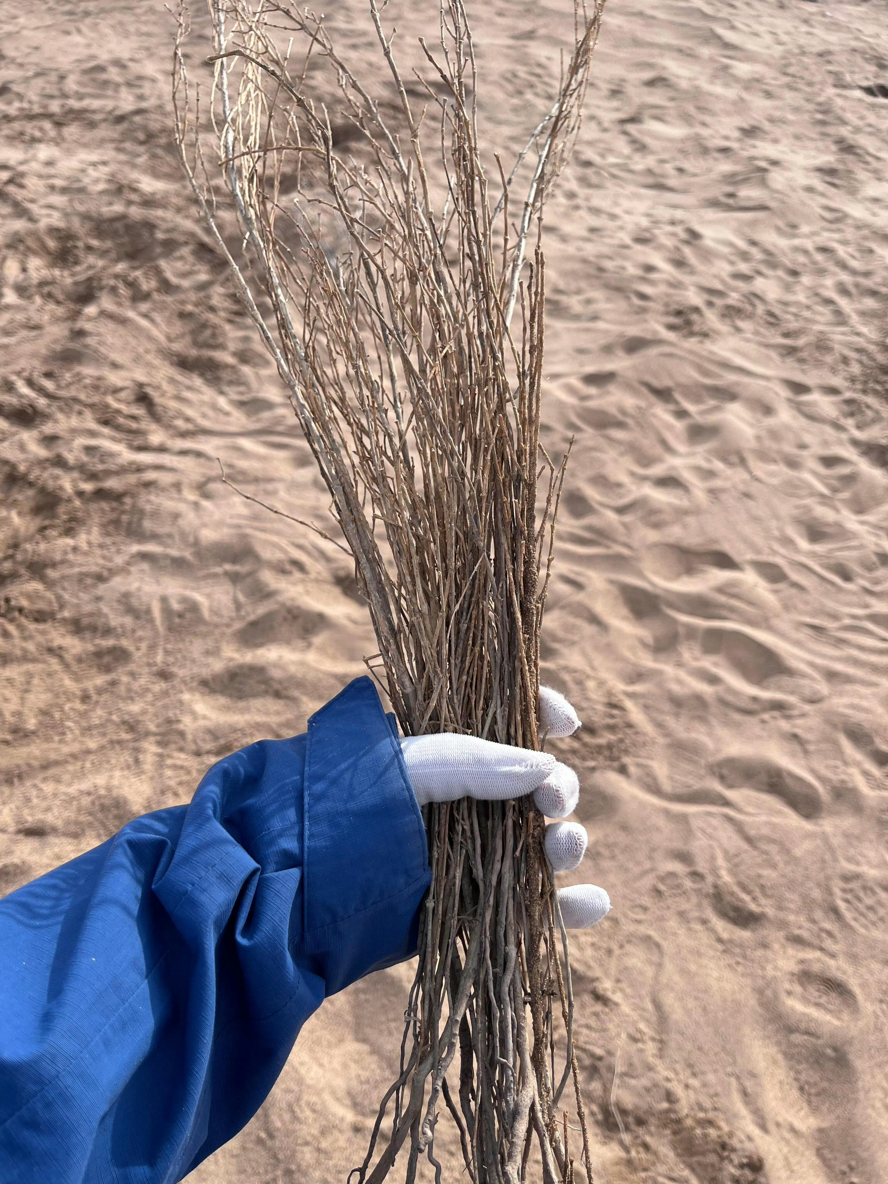 甘肃春天的仪式感是种梭梭志愿者为河西走廊添新绿 银泰志愿者赴甘肃武威市，种下19