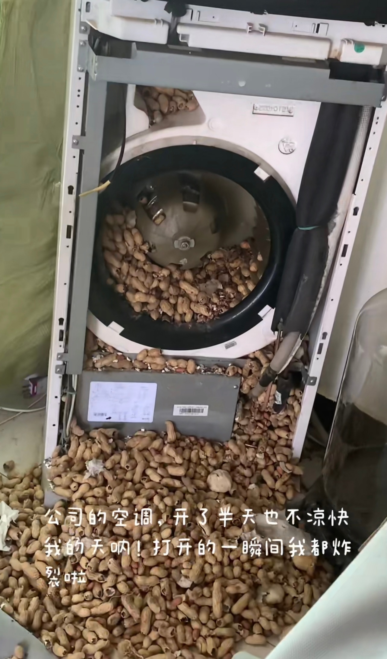 鼠鼠届第一富豪破产咯 ​​​