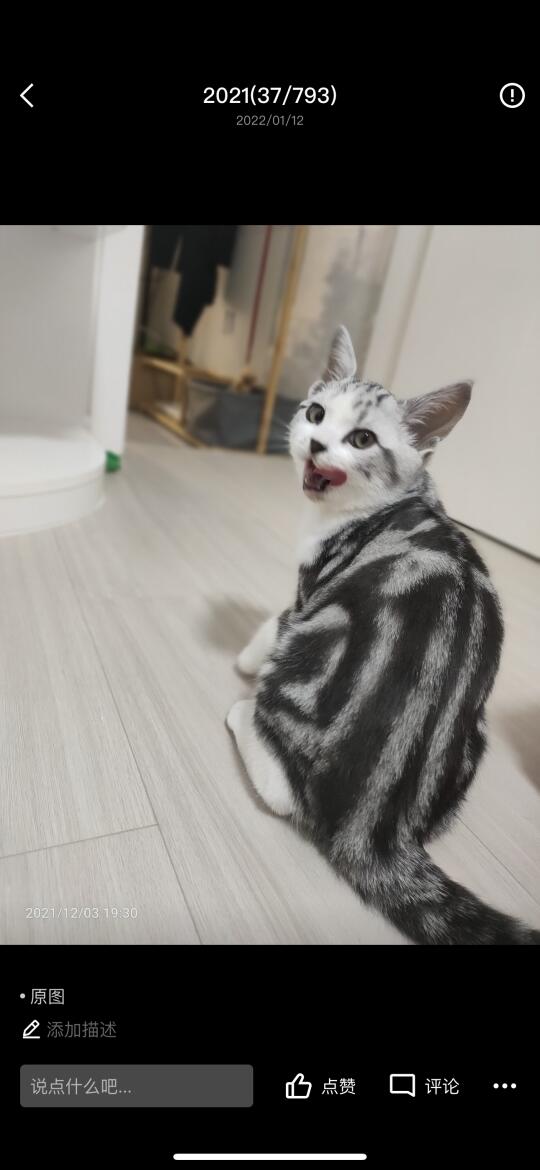 恶喵咆哮~