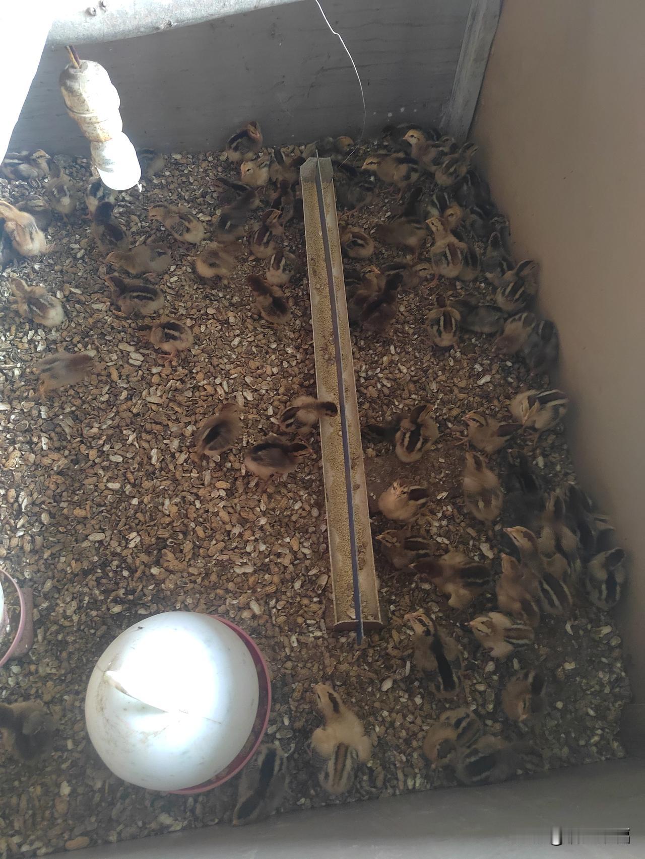 一块钱一只小鸡，抓120只回来养，今天第十天，目前小鸡死6只，小鸡大一点就稳了，
