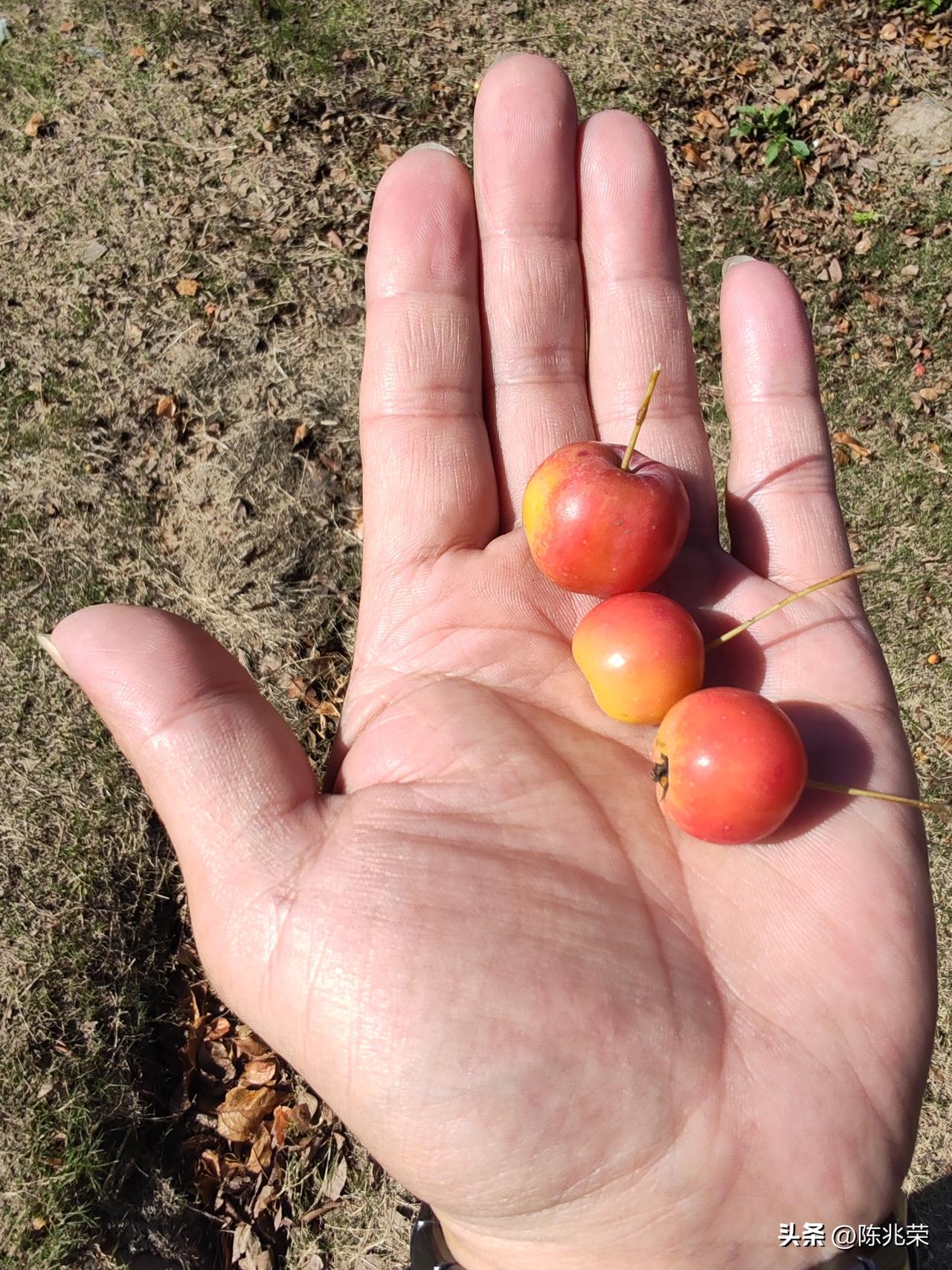 是石榴是苹果？看着手中的果实我有点困惑，我的手是如来神掌吗？还是浓缩了的果子成精