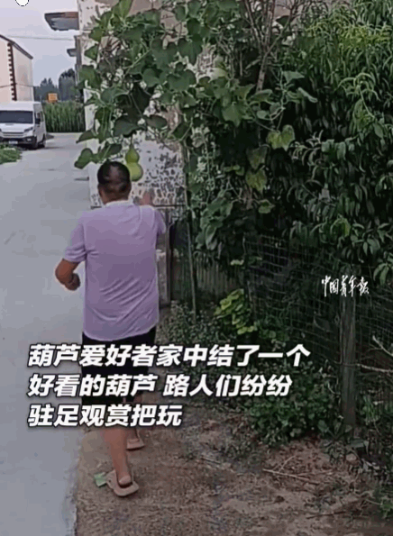 不怕贼偷，就怕贼惦记！河南长垣，一位葫芦爱好者在家里种出了一个造型极佳的葫芦，这