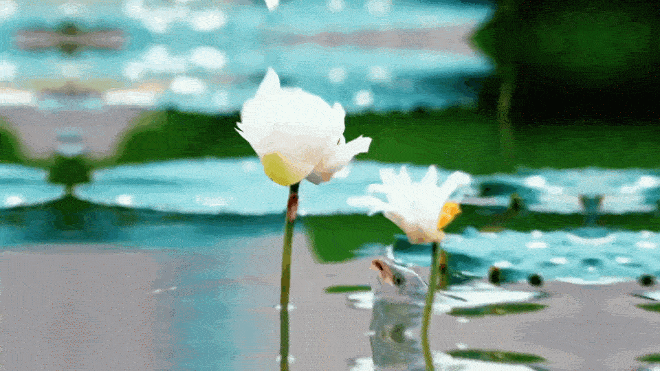 转，锦鲤采荷，五月你会有意外之喜，意外之财💐💐🦄🦄🧚‍♂️🧚‍♂️ 