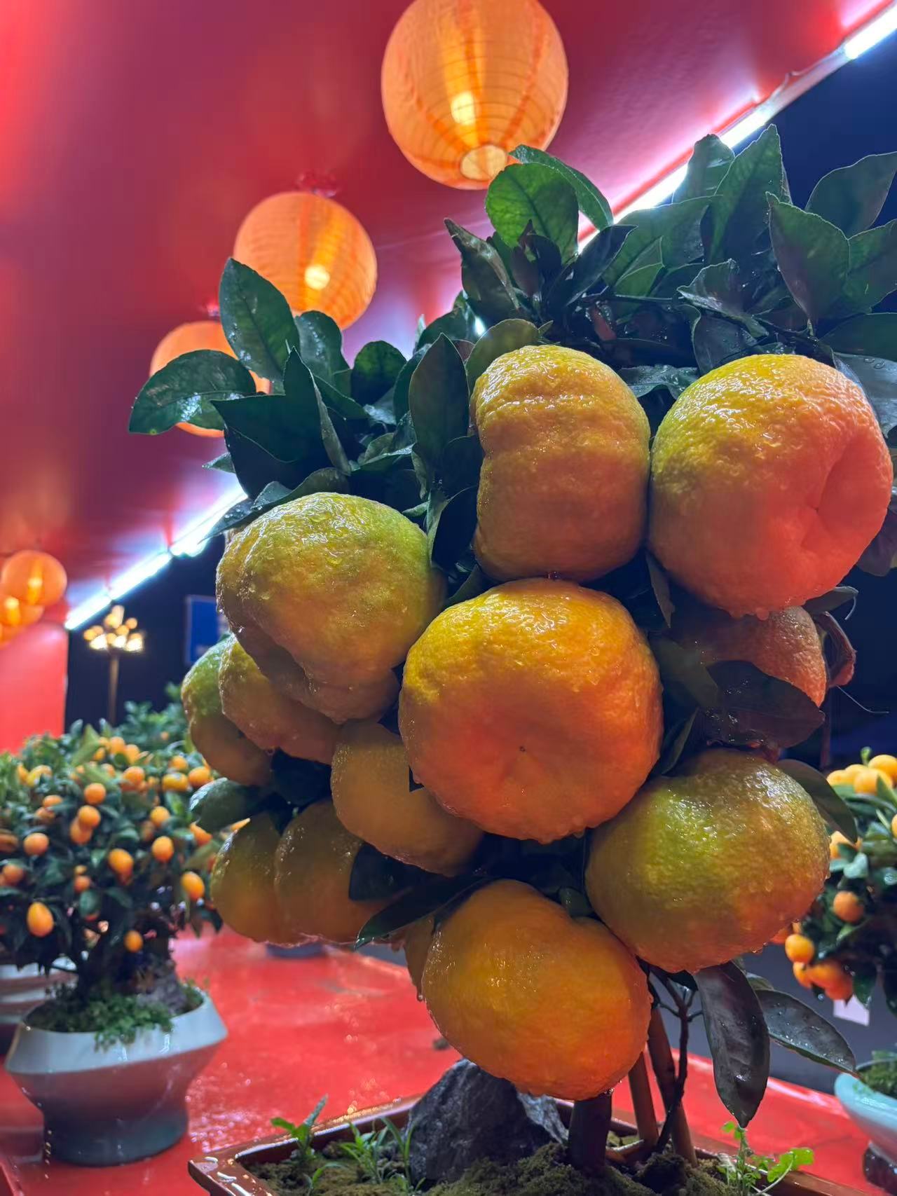 春节摄影大赛 年味儿藏在花市里！抱一盆橘子，挑几枝红梅，满眼姹紫嫣红。把春天请回