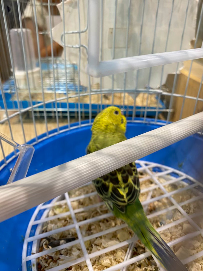 年紀越大越鍾意睇動物… 而家特別對兔仔🐇果d還好耐性過對人，可能人心難測吧自帶