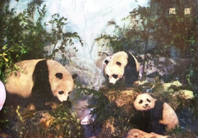 1974年中国土产畜产进出口公司北京分公司推出的熊猫贺年片，想想就觉得超有韵味。