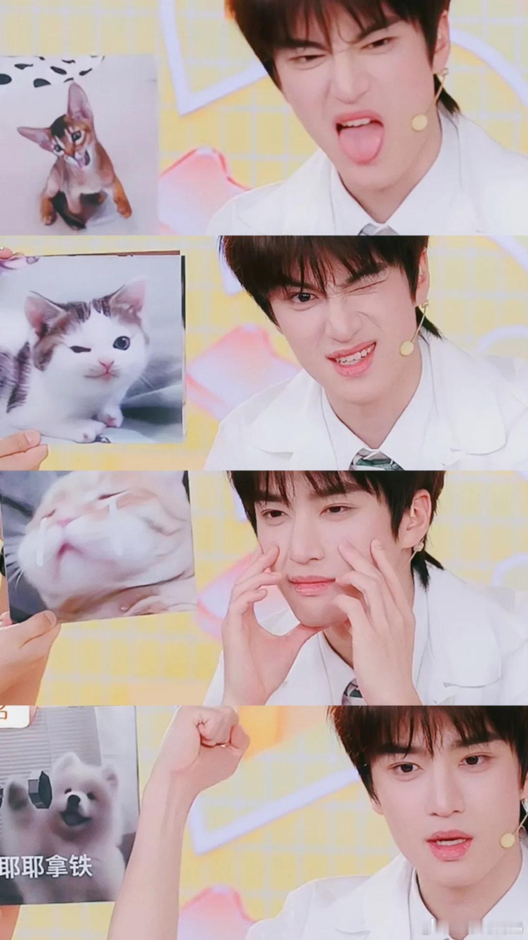 第一个猫塑张康乐的人是天才吧我不会放弃猫塑这个张康乐的看完这组图彻底沦陷，张康乐