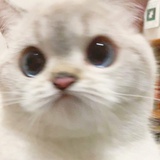 锁贵侃体育