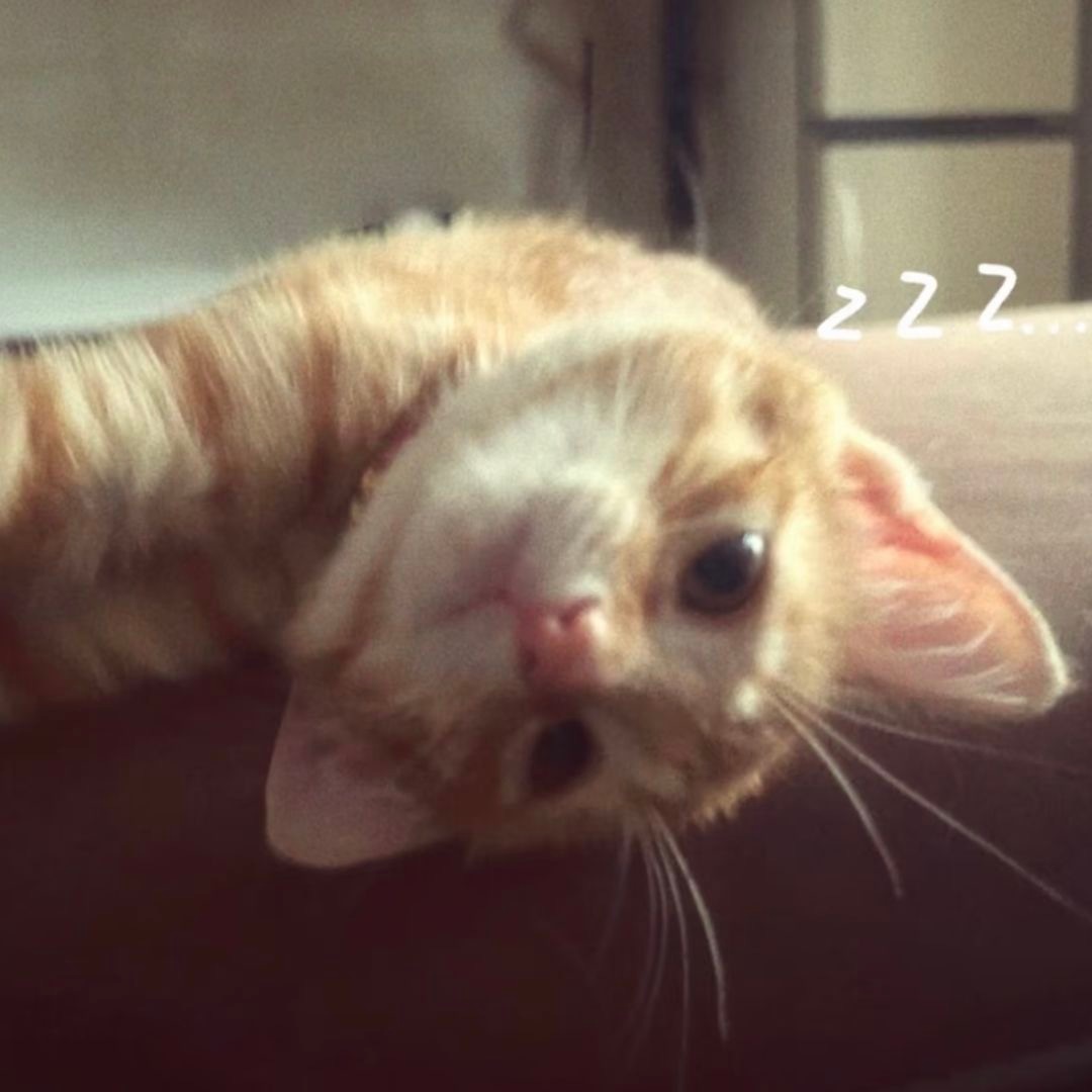 软萌小咪^›⩊‹^ ੭ 