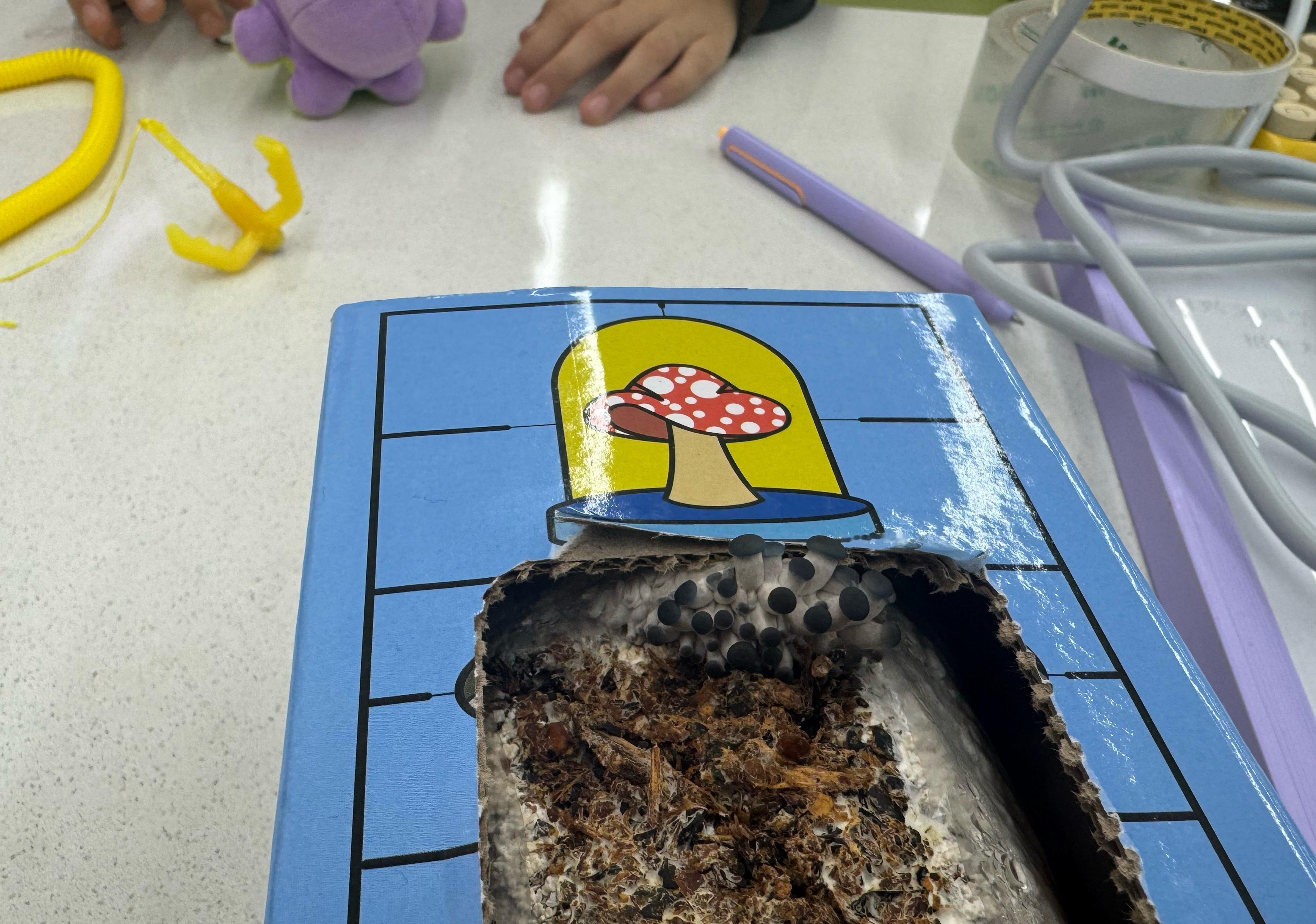 同事给她孩子买蘑菇的时候也送了我一盒，现在蘑菇长出来了，看着不像好蘑菇啊 