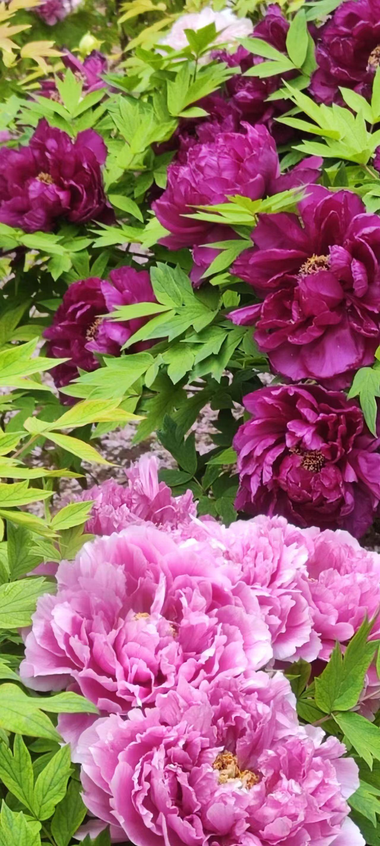 牡丹一如你初梦……